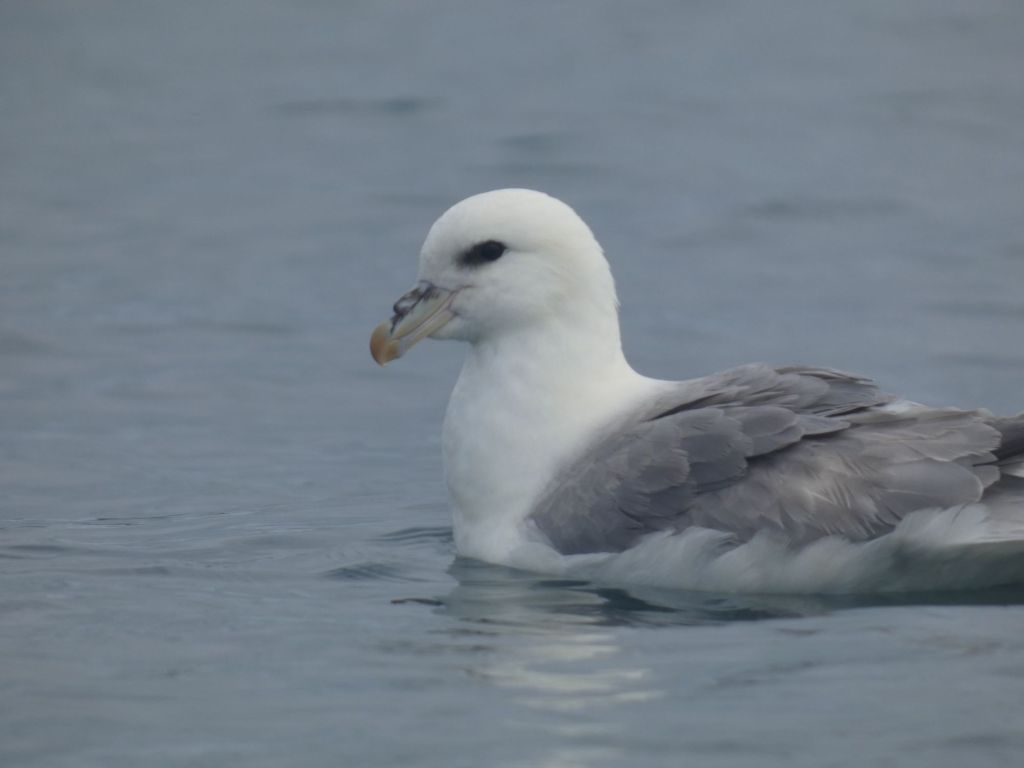 Day 20 – The beautiful and bountiful seabirds